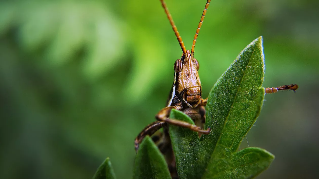 Republica Moldova se confruntă cu o invazie de lăcuste. Agricultorii, rugați să semnaleze prezența acestor insecte