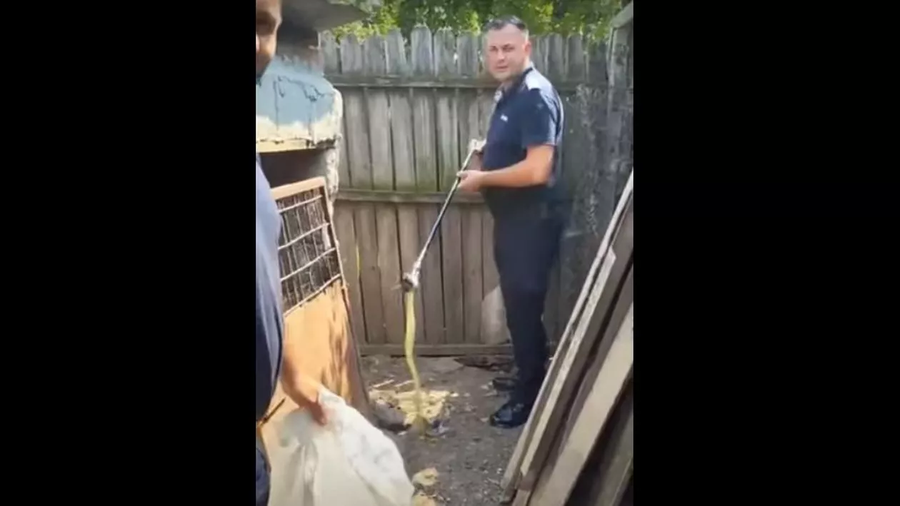 Șarpe de peste un metru şi jumătate, îndepărtat de jandarmi din curtea unei case din Mehedinți (VIDEO)