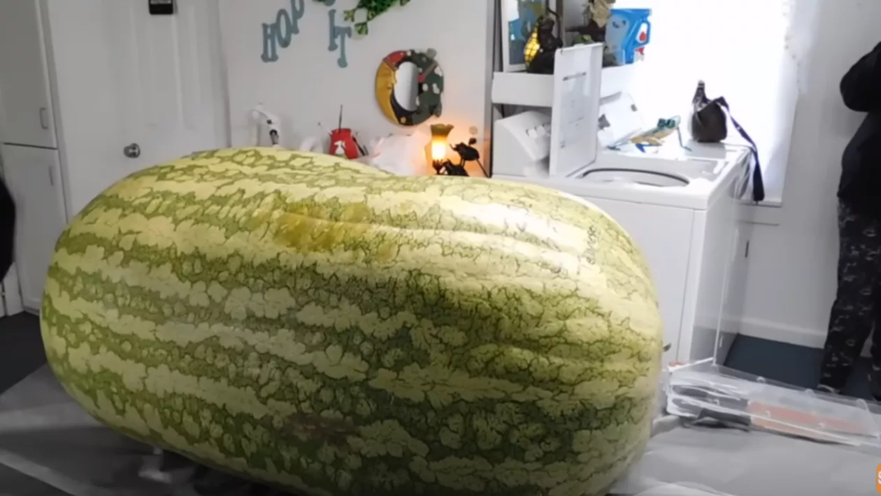 Ce au găsit în interiorul unui pepene de 130 de kilograme. Au filmat momentul