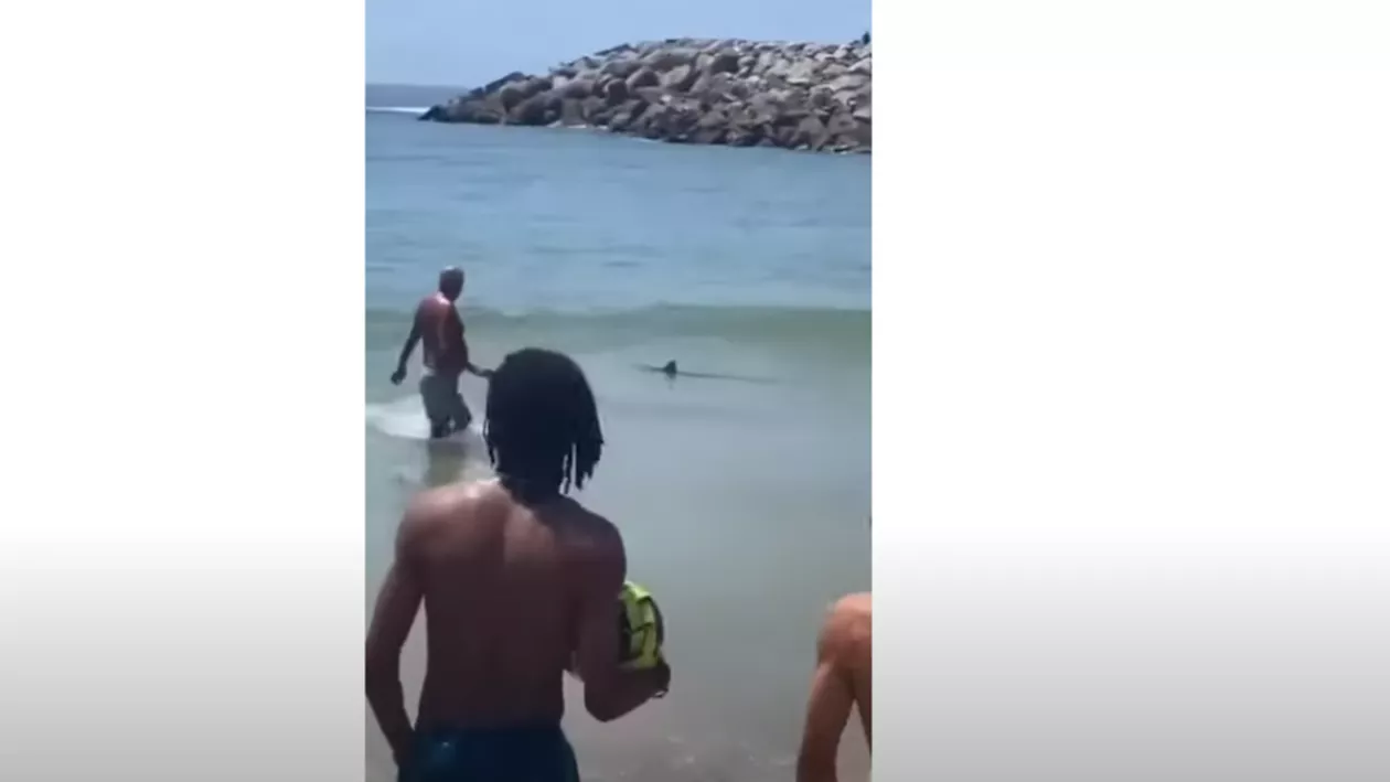 Panică pe o plajă din Portugalia. Un rechin albastru a fost observat la doar câțiva metri de turiștii care făceau baie