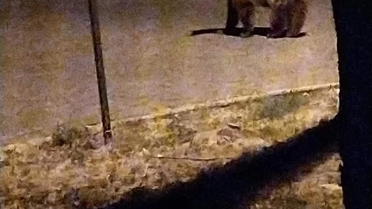 Apariția unui urs în Ploiești, declanșează panica. A fost emis RO-ALERT (VIDEO)