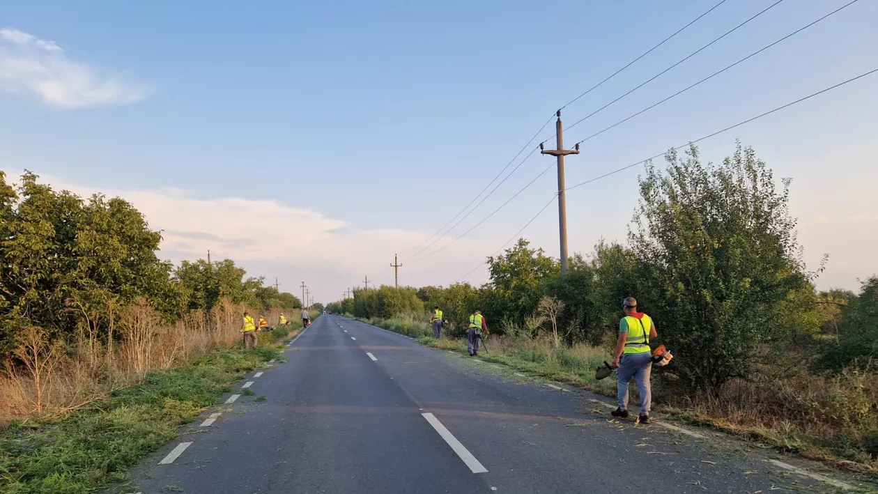 Combaterea și distrugerea ambroziei prin cosire s-a făcut astăzi pe Dj 100, Afumați – Găneasa, Dj 402, Gagu – Creața și Dj 200 Gagu - Grădiștea