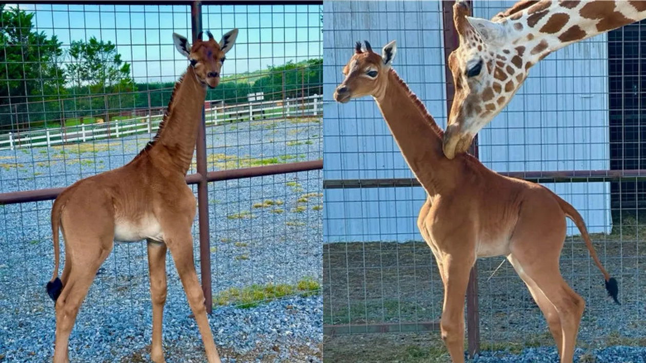 Singura girafă fără pete din lume, născută la un zoo din SUA / Ultima specie de acest gen a fost înregistrată în 1972