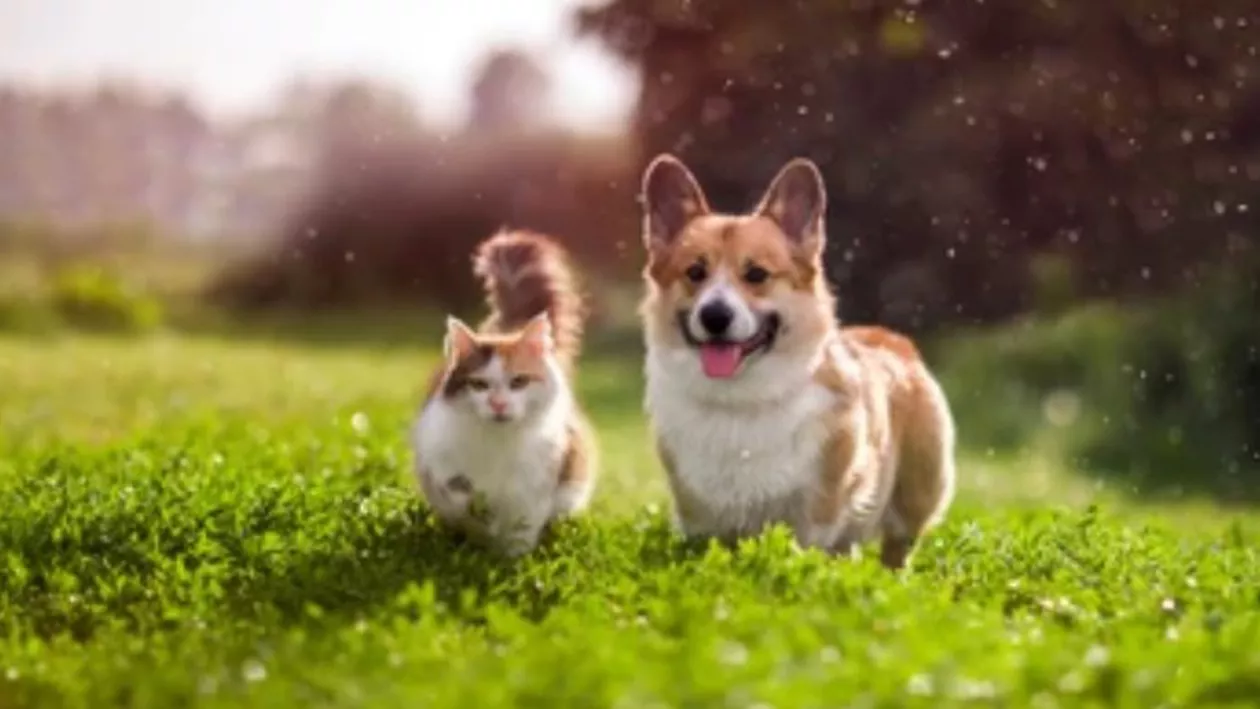 Canicula, factorul fatal pentru animalele de companie / Sfaturi utile de la medicul veterinar