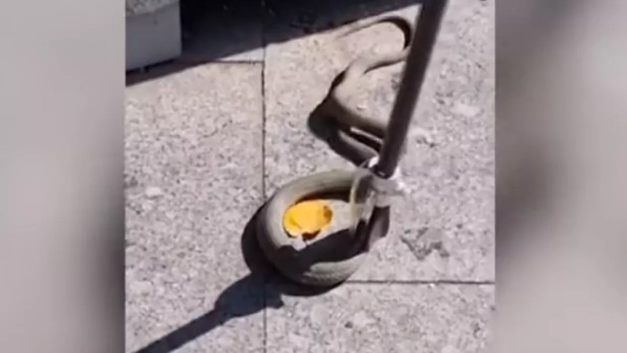 Panică la Galați: Un șarpe imens și-a făcut apariția într-un parc în care se jucau mai mulți copii