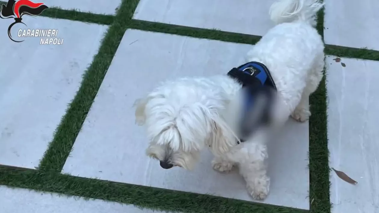 Cap al mafiei italiene, arestat în Napoli. Un câine din rasa caniș a ajutat la prinderea lui (VIDEO)