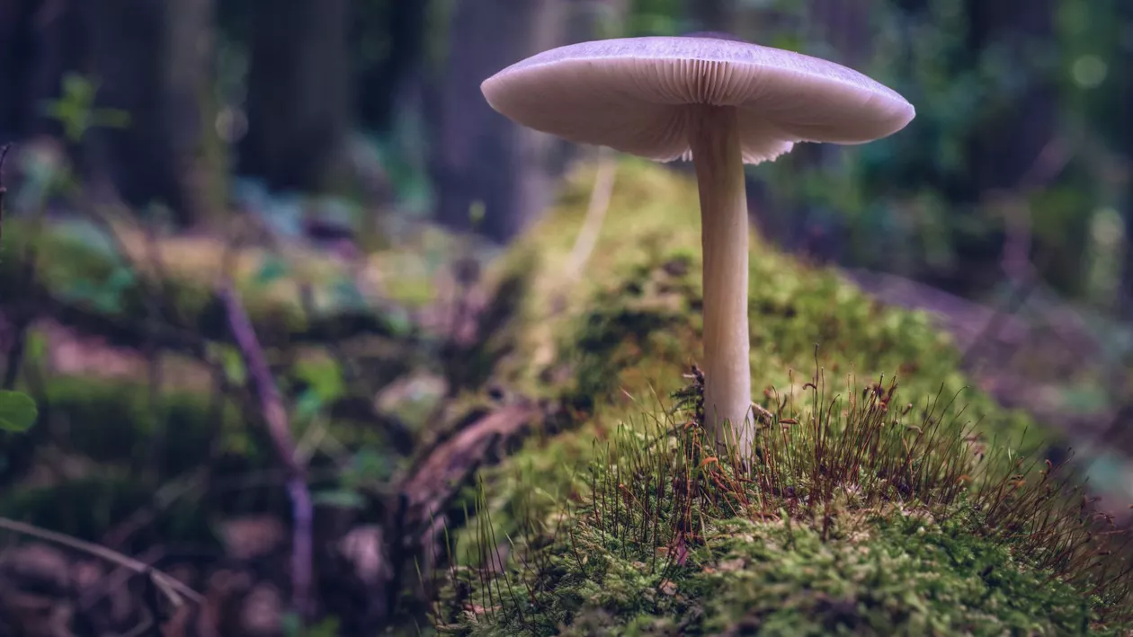 Greșeala fatală făcută de o femeie: Le-a dat foștilor socri să mănânce ciuperci otrăvite / Cei doi bătrâni au murit: „Nu am făcut nimic. I-am iubit”