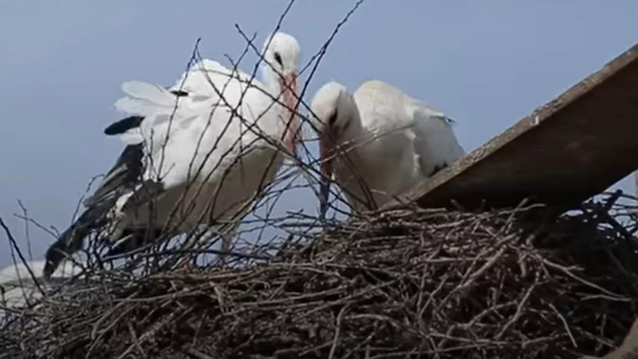 Prima barză s-a întors în România. Cum arată cele mai recente despre populația de berze din țara noastră (VIDEO)