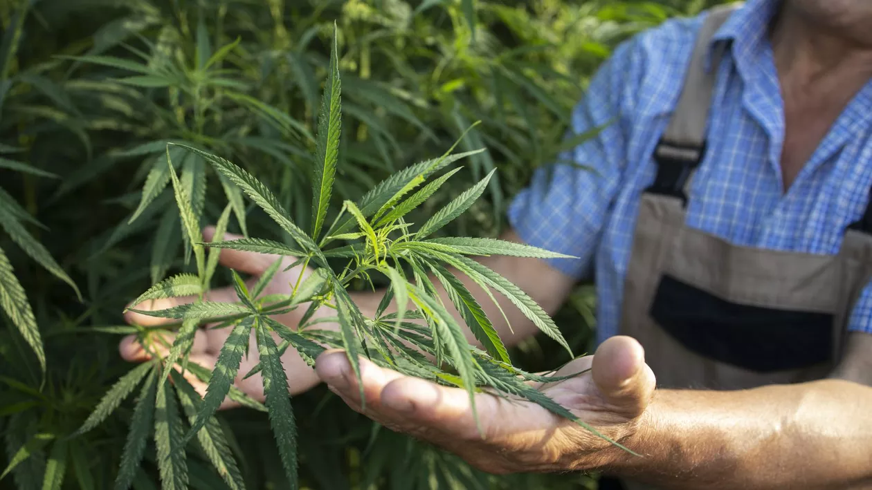 Legalizarea canabisului, tot mai aproape de realitate, în Germania / Câte grame ar putea deține legal consumatorii