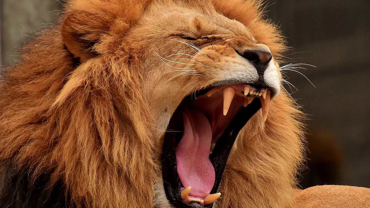 Două leoaice au murit într-un parc natural din Marea Britanie. Animalele fuseseră salvate de la Grădina Zoologică din Oradea, în urmă cu 15 ani