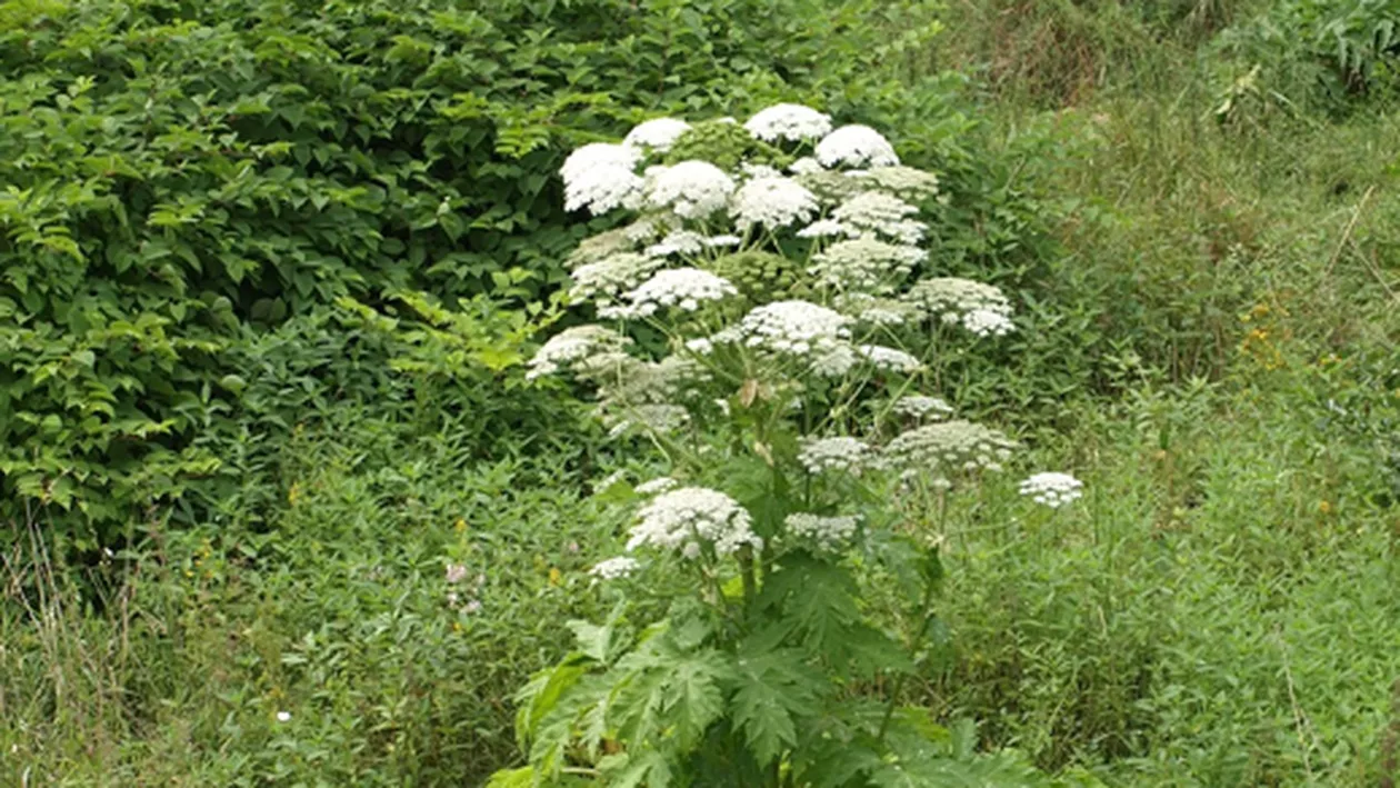 O plantă otrăvitoare din grădini poate cauza răni grave. Ce a pățit o femeie după ce a atins-o: „A fost foarte dureros”