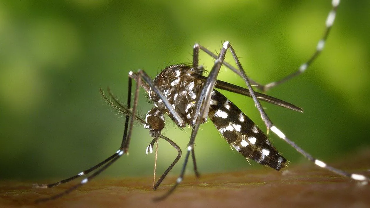 Virusul West Nile în România. Un medic epidemiolog explică de ce a apărut în țara noastră