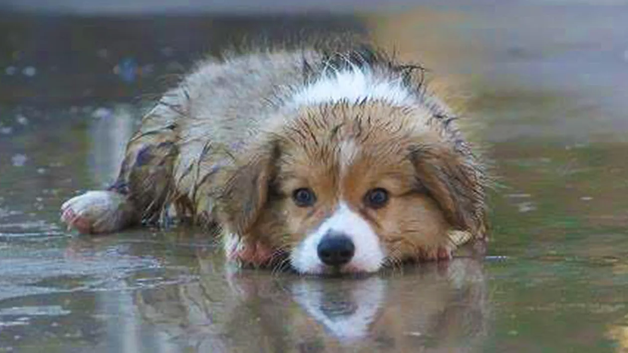 500 de căţeluşi, ridicaţi în acest an de pe străzile Capitalei / „Din păcate, mulţi pui devin adulţi în adăpost şi pierd şansa de a creşte în cadrul unei familii”