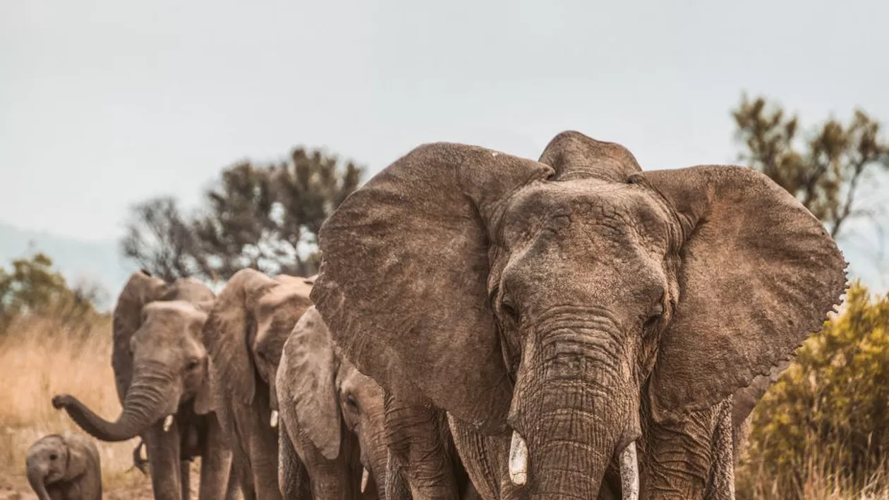 Peste 90 de elefanți vor fi sacrificați în Namibia. De ce au luat autoritățile această măsură