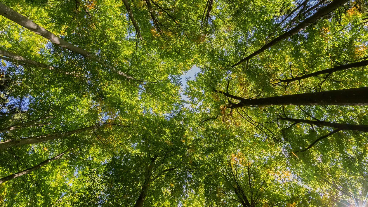 Stegarul dac a coborât din copac, după 25 de ore.  El a cântat „Un elefant se legăna”