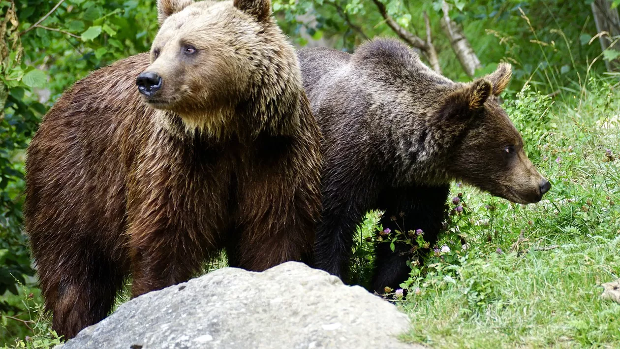 Urșii care provoacă pagube și pun în pericol oamenii din Mureș vor fi împușcați. Sunt mai mult sălbăticiuni decât suportă habitatul