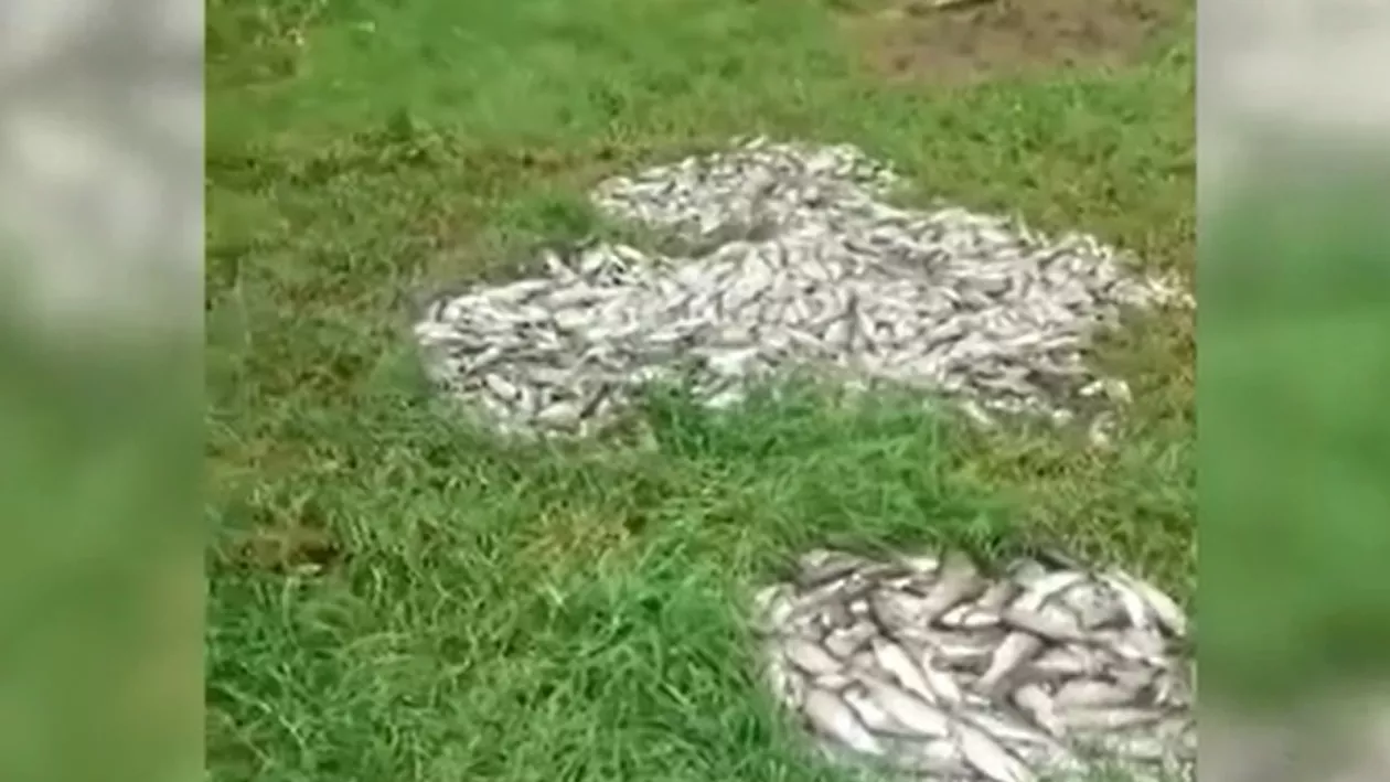 Mii de pești morți, descoperiți într-o pădure din Bistrița Năsăud. Localnicii cred că peștele ar fi, de fapt, momeală pentru vânat