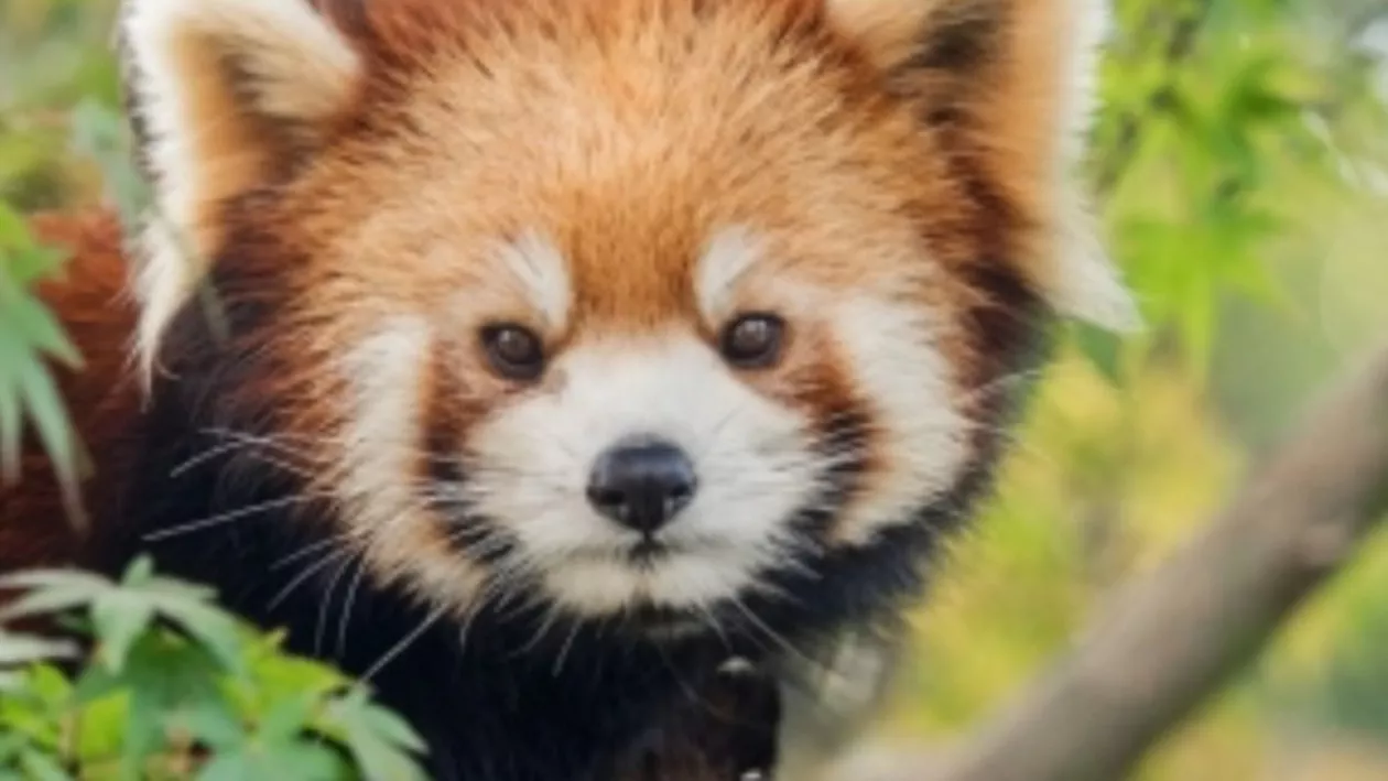 Ziua Internaţională a Red Panda: Grădina Zoologică Brașov va sărbători cei doi panda roşii pe care îi găzduieşte