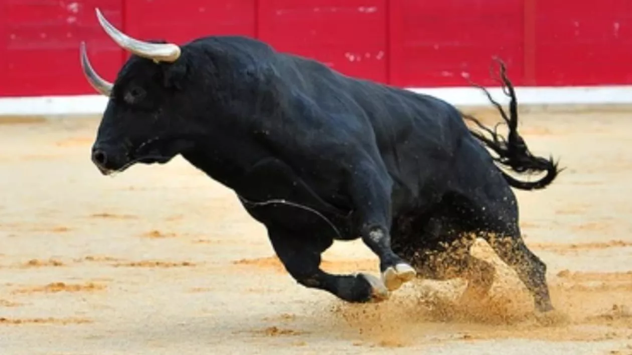 Incident tragic în Mureș. Un bărbat a fost ucis de un taur