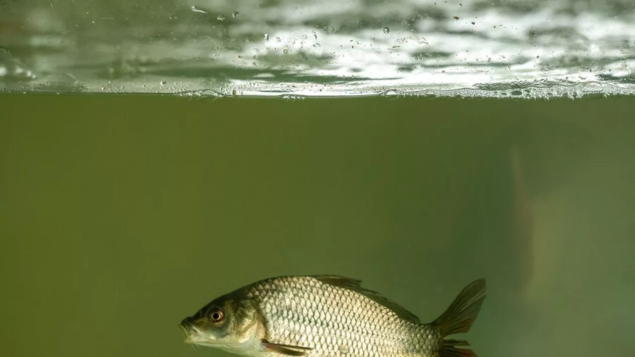 Specialiștii în biologia marină din Constanța au reușit cu succes aclimatizarea a 200 de exemplare de doradă în Marea Neagră