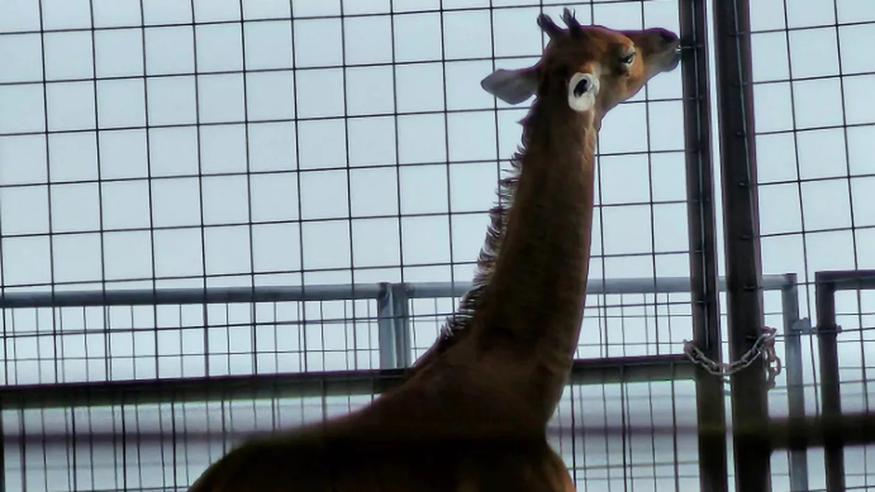Singura girafă fără pete din lume a fost botezată! Ce nume a primit exemplarul unicat (FOTO)
