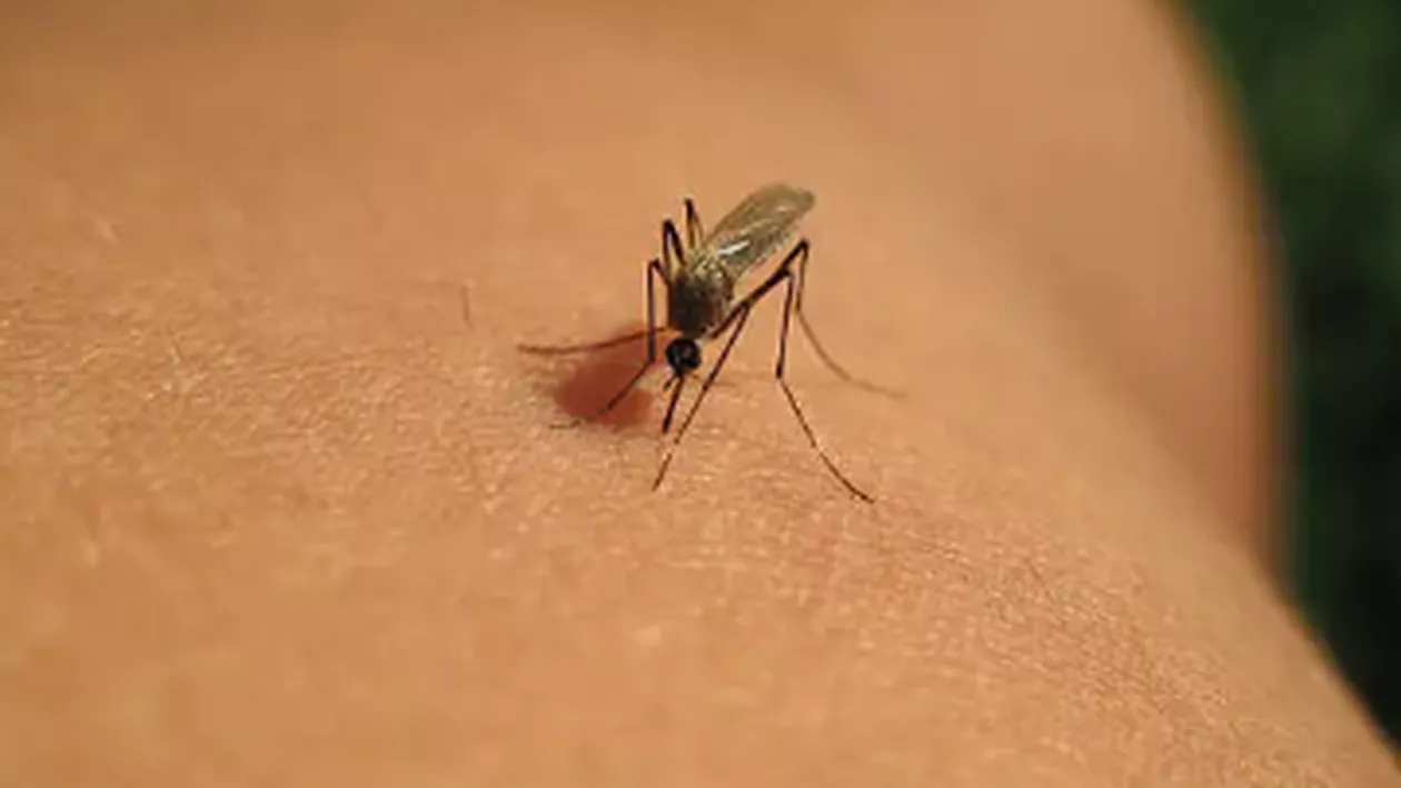 Peste 50 de cazuri de infecţie cu virusul West Nile din 3 iunie. Câte decese au fost înregistrate