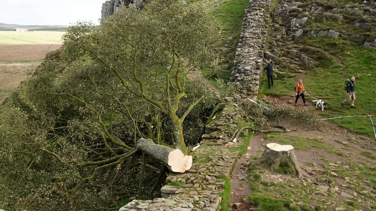 „Copacul lui Robin Hood”, tăiat de un adolescent de 16 ani / Arțarul avea 200 de ani și era cel mai fotografiat din Anglia