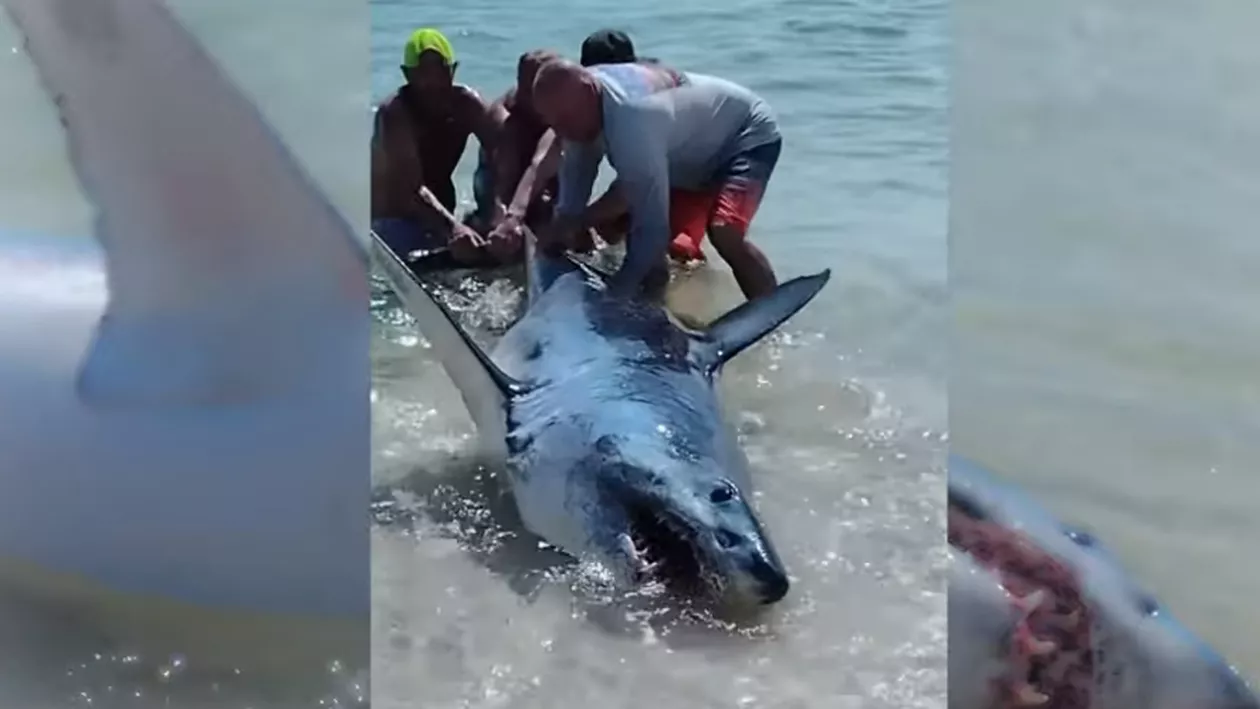 Turiștii au salvat un rechin fioros care se zbătea după ce a eșuat pe o plajă din Florida (VIDEO)
