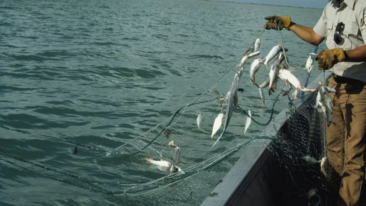 Folosirea uneltelor de pescuit tip setcă, interzisă în Delta Dunării / Care este motivul deciziei