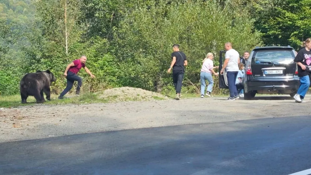 Mai mulți turiști, printre care și copii, la un pas să fie atacați de un urs, pe Transfăgărășan
