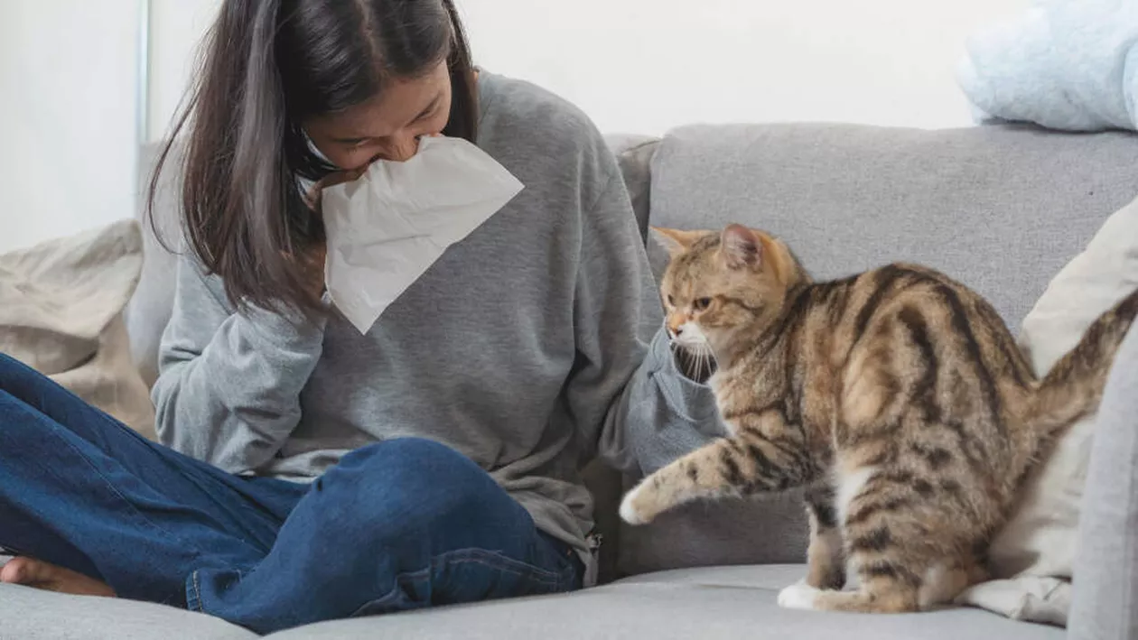 Vaccinul care i-ar putea ajuta pe oameni să scape de alergia la părul de pisică