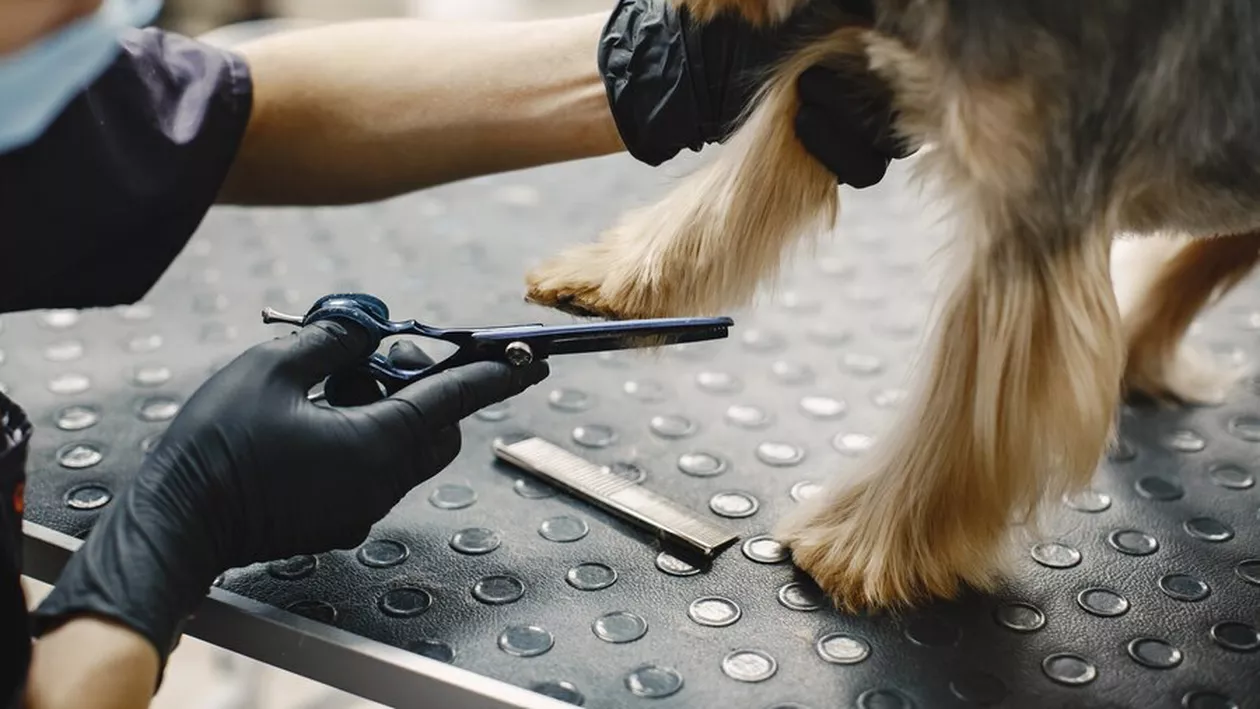 Ce salariu încasează un frizer canin în România în 2023. Meseria este la mare căutare / Peste 30.000 de posturi vacante