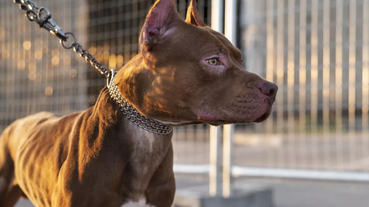 SUA: Un bărbat a fost condamnat la 475 de ani de închisoare. El a chinuit sute de animale