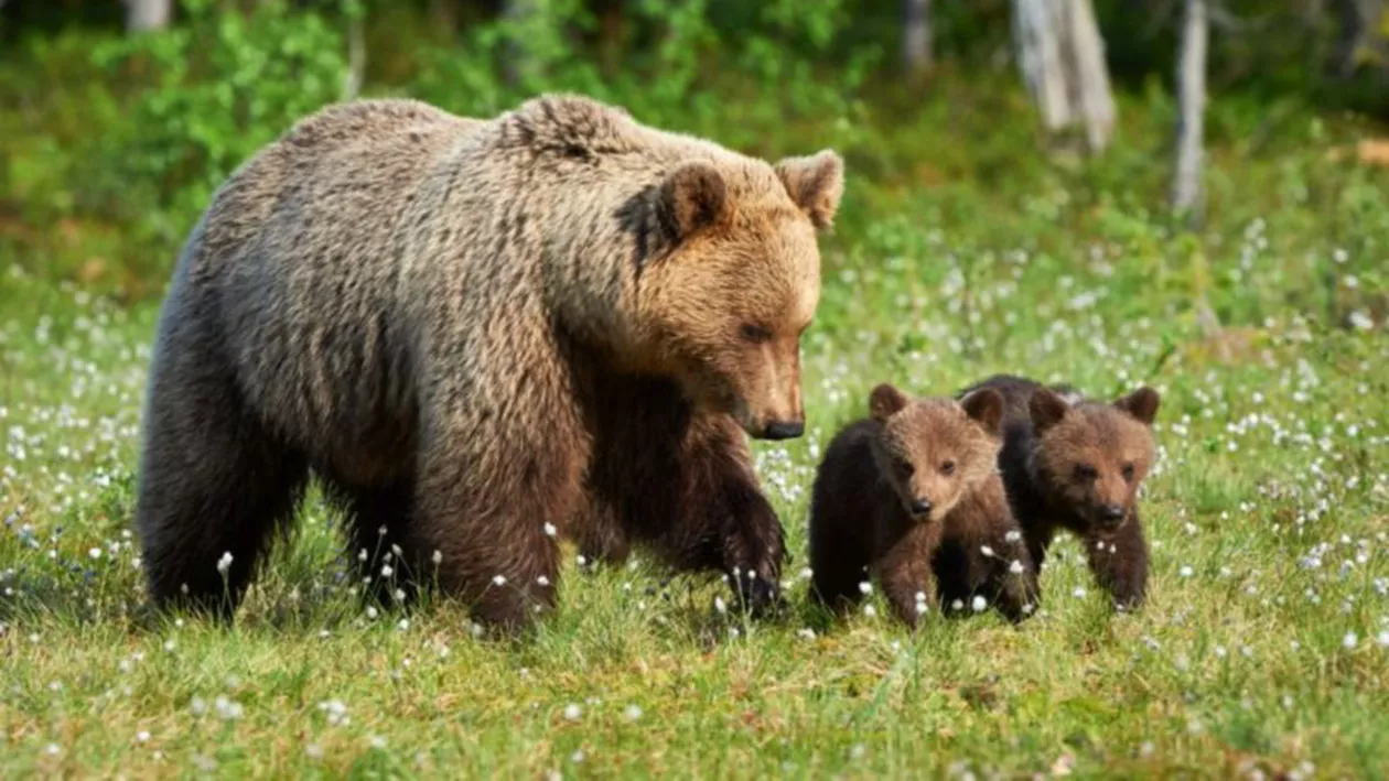 Alba: O ursoaică, însoțită de doi pui, a rămas blocată într-un gard de sârmă / Animalul a fost tranchilizat