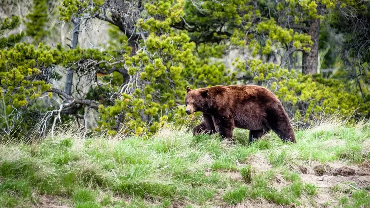 Doi turiști au sfârșit tragic, după ce au fost atacați de un urs grizzly / Animalul a fost eutanasiat