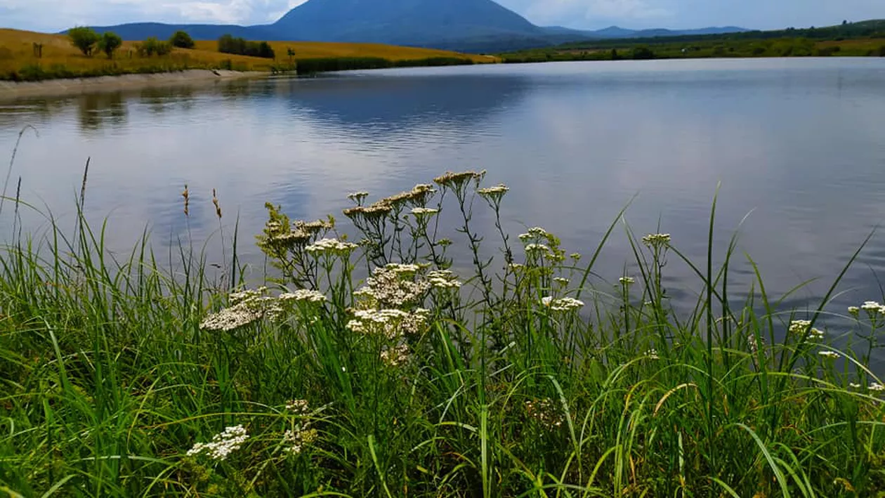 Rezervația naturală de la Dumbrăvița este amenințată de secetă. Salvarea ei costă 46 de milioane de lei