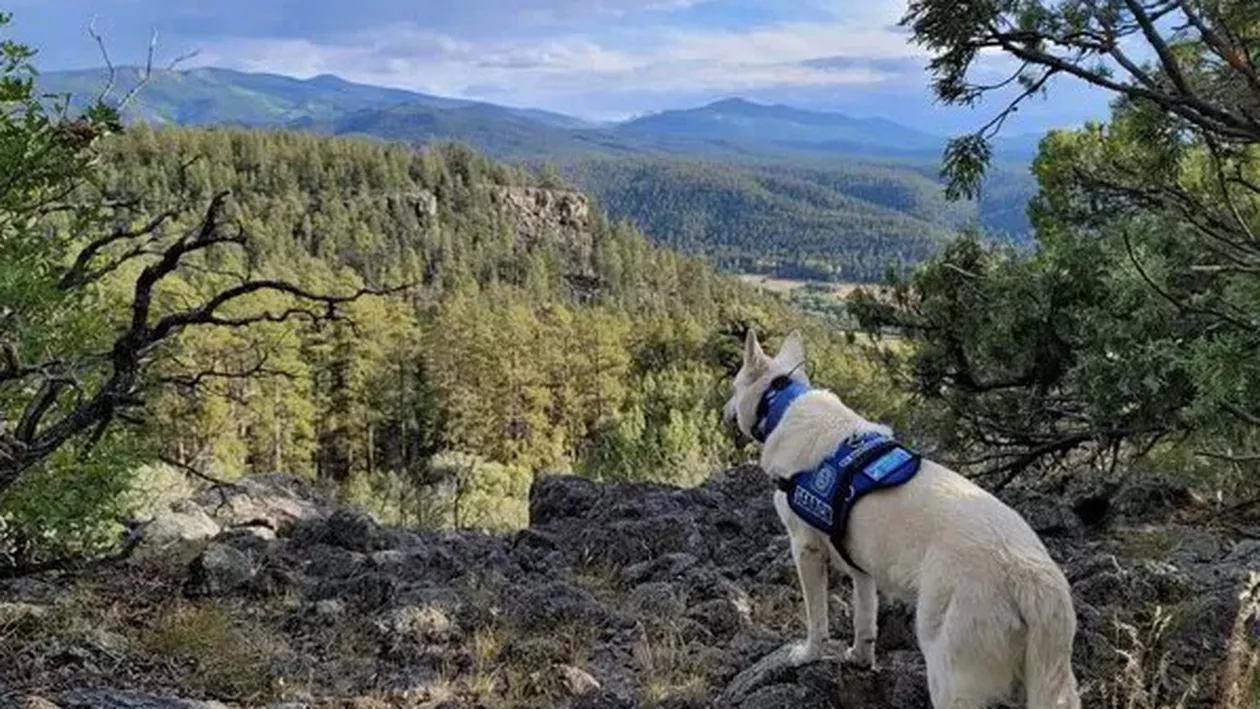 Un bărbat dispărut de trei luni în drumeție pe munte a fost găsit mort. Câinele lui a stat lângă el în tot acest timp