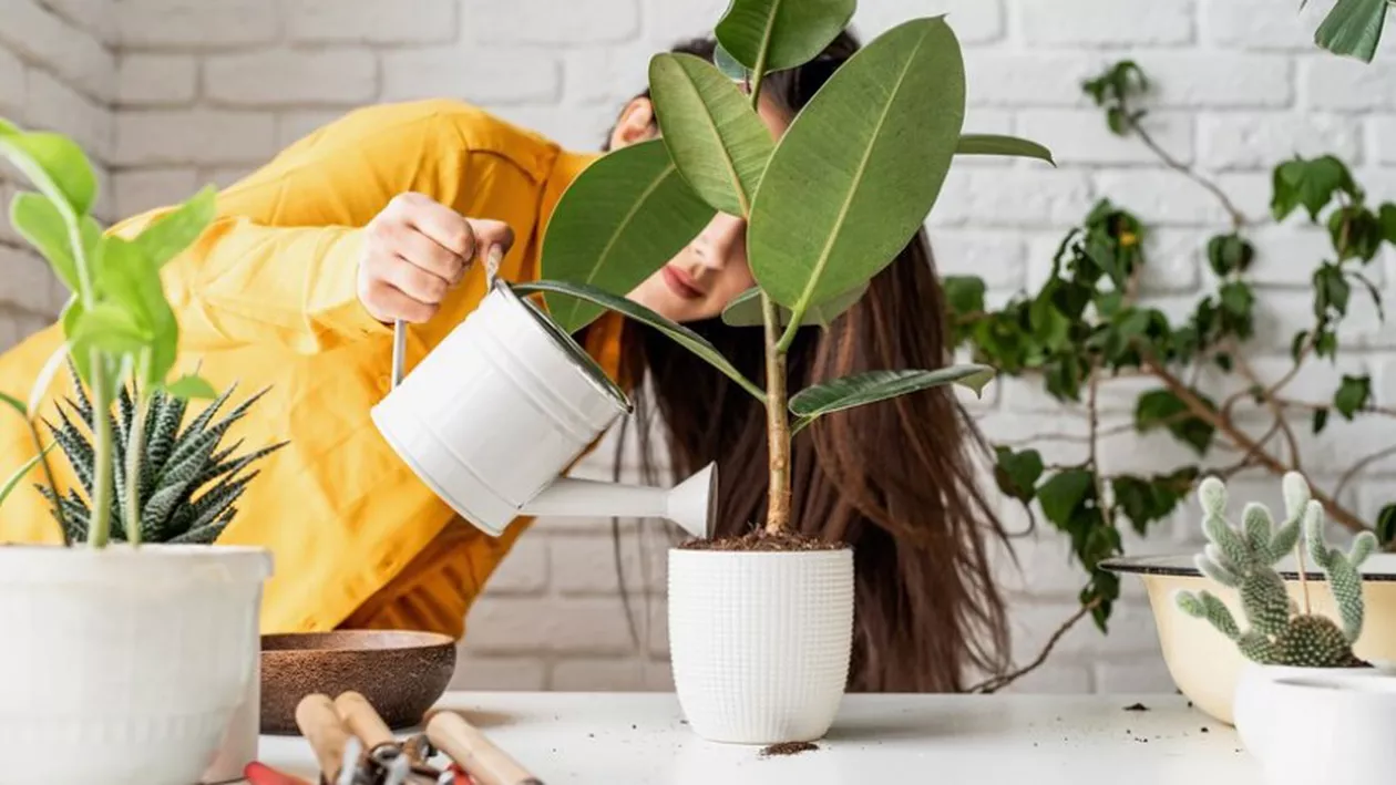 Mulți nu știu asta! Planta din țara noastră care te poate ucide în mai puțin de două ore