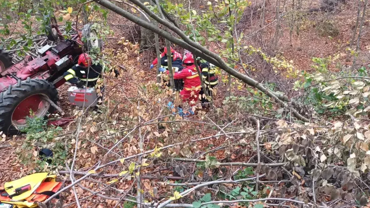 Pădurea din stațiunea Băile Felix pusă la pământ. Sute de arbori tăiați