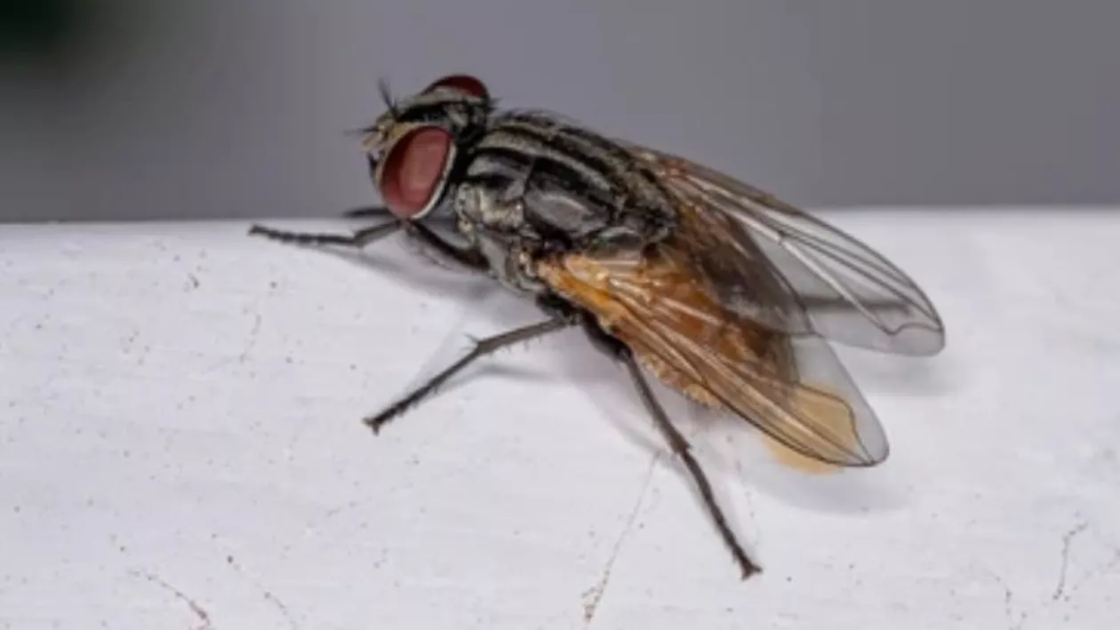 Descoperire șocantă în corpul unui bărbat: Medicii au găsit o muscă vie în colonul pacientului