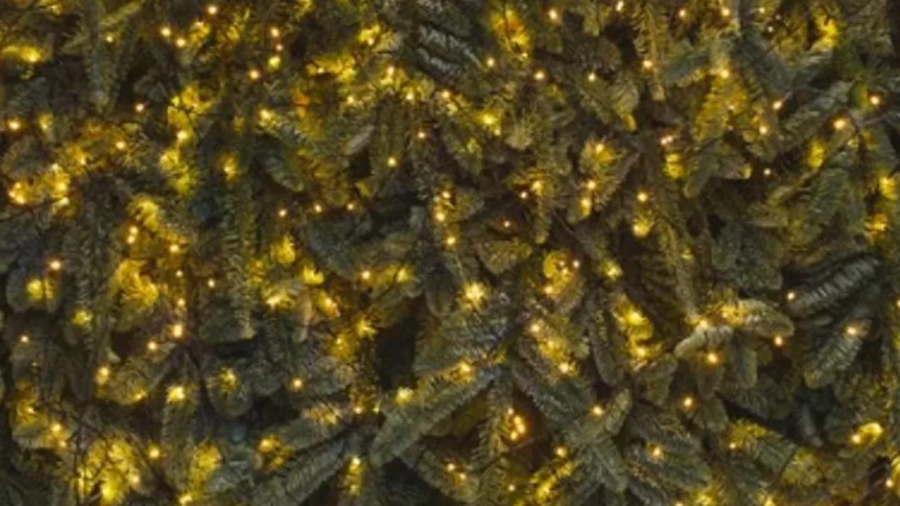 Românii au dat năvala să cumpere brazi pentru Crăciun. La ce preț au ajuns pomii în acest an