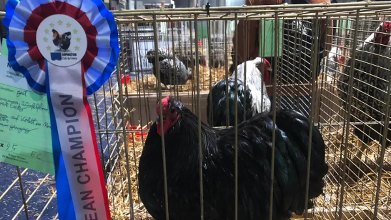 Un cocoş din România a câștigat campionatul european din Franţa / A eclipsat peste 6.000 de păsări din Europa / Care este preţul unui astfel de exemplar