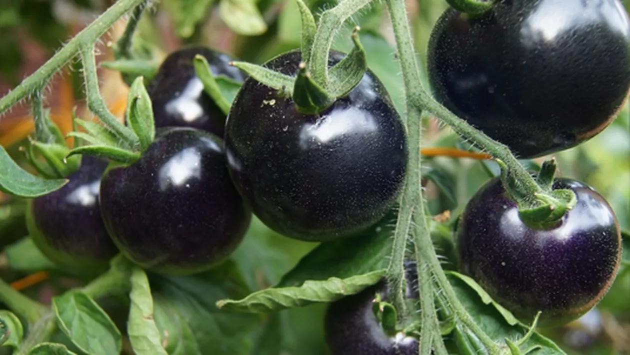 Roșii cu gust de zmeură, fragi, tigrate sau cu țepi. Cercetătorii români au reușit aclimatizarea și omologarea mai multor soiuri de tomate