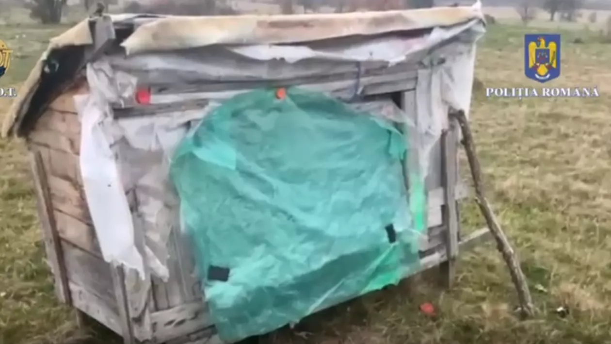 Copil de 13 ani exploatat la o stână din județul Brașov. A fost ținut în condiții de sclavie