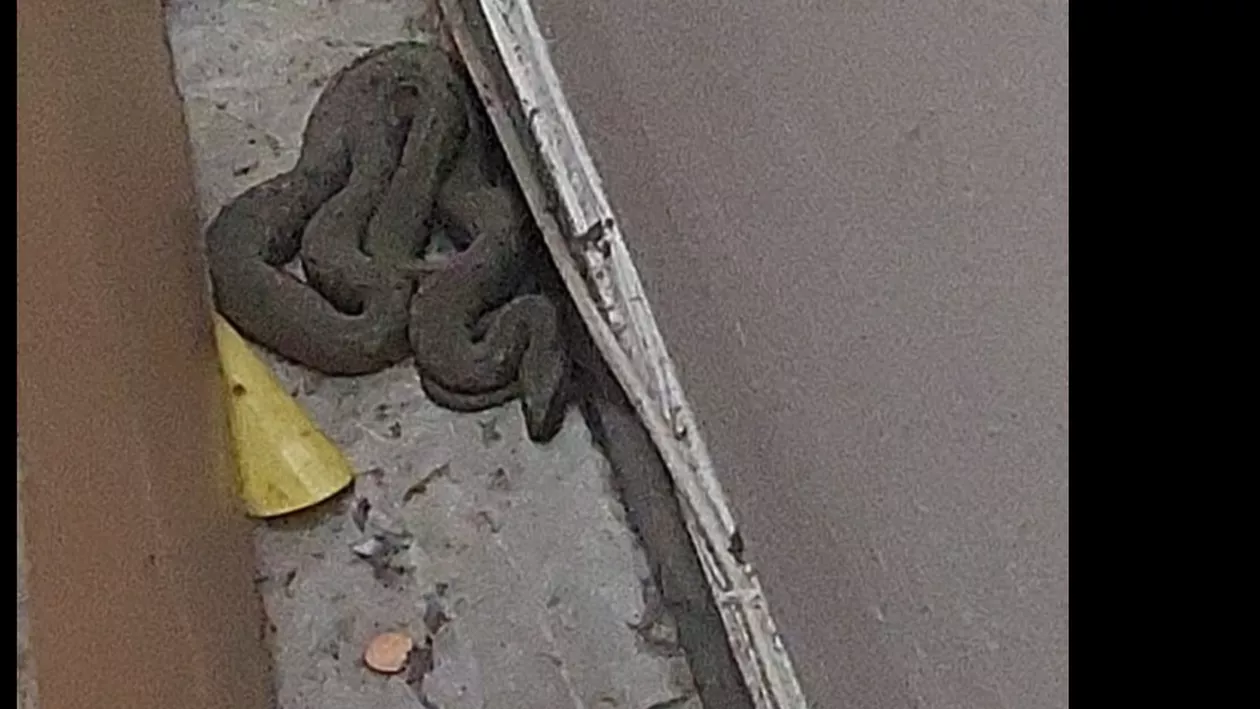 Panică într-un apartament din Constanța. Ce au descoperit localnicii în casa lor