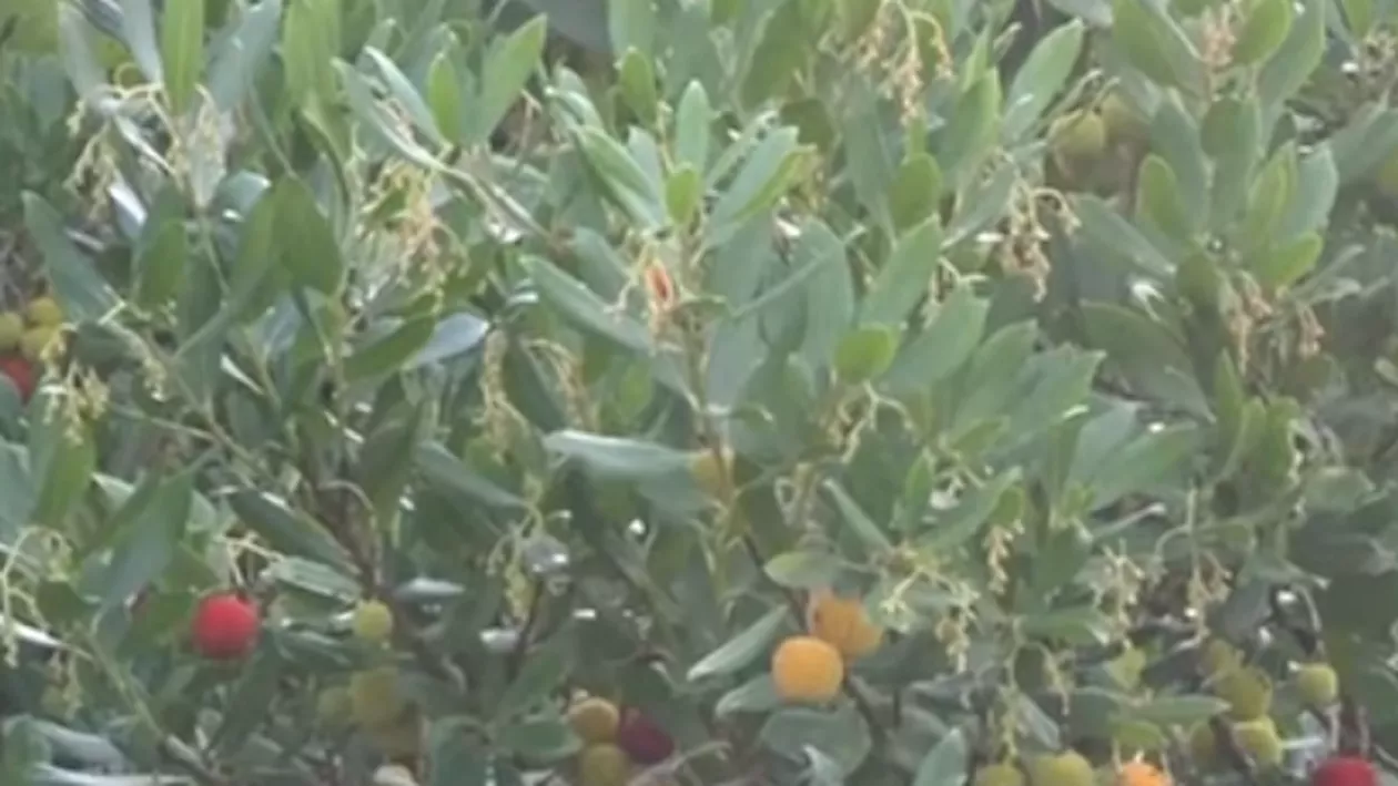 Livadă de fructe exotice de lângă Timișoara. Un bărbat cultivă kaki, kiwi și rodii care acum pot fi culese (VIDEO)