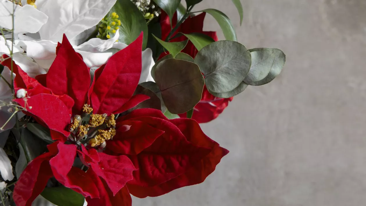 Plantele pe care trebuie să le ai în casă în luna decembrie. Atrag banii, sănătatea și iubirea 