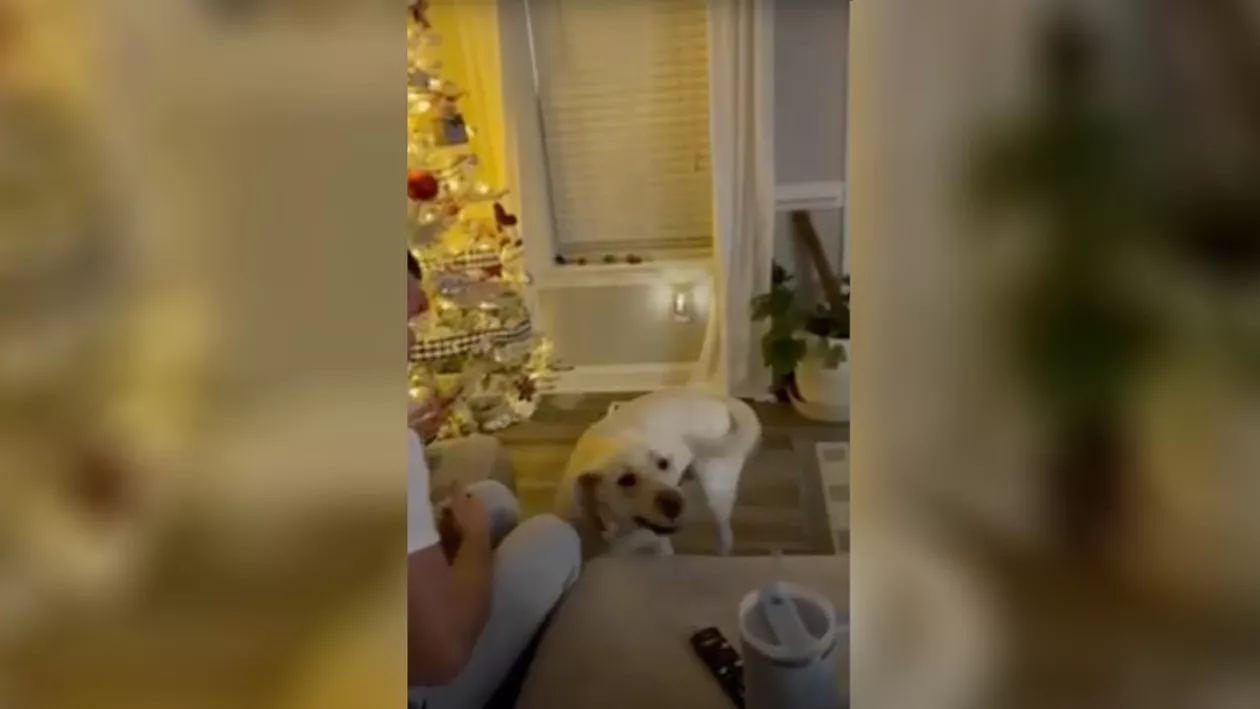 Un cățel a salvat o fetiță bolnavă de diabet: „Este o binecuvântare pentru familia noastră!” VIDEO