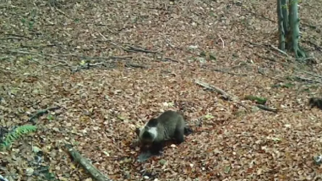 Apariție rară în Parcul Natural Grădiștea Muncelului – Cioclovina: „E pentru prima dată când observăm astfel de exemplare” (VIDEO)