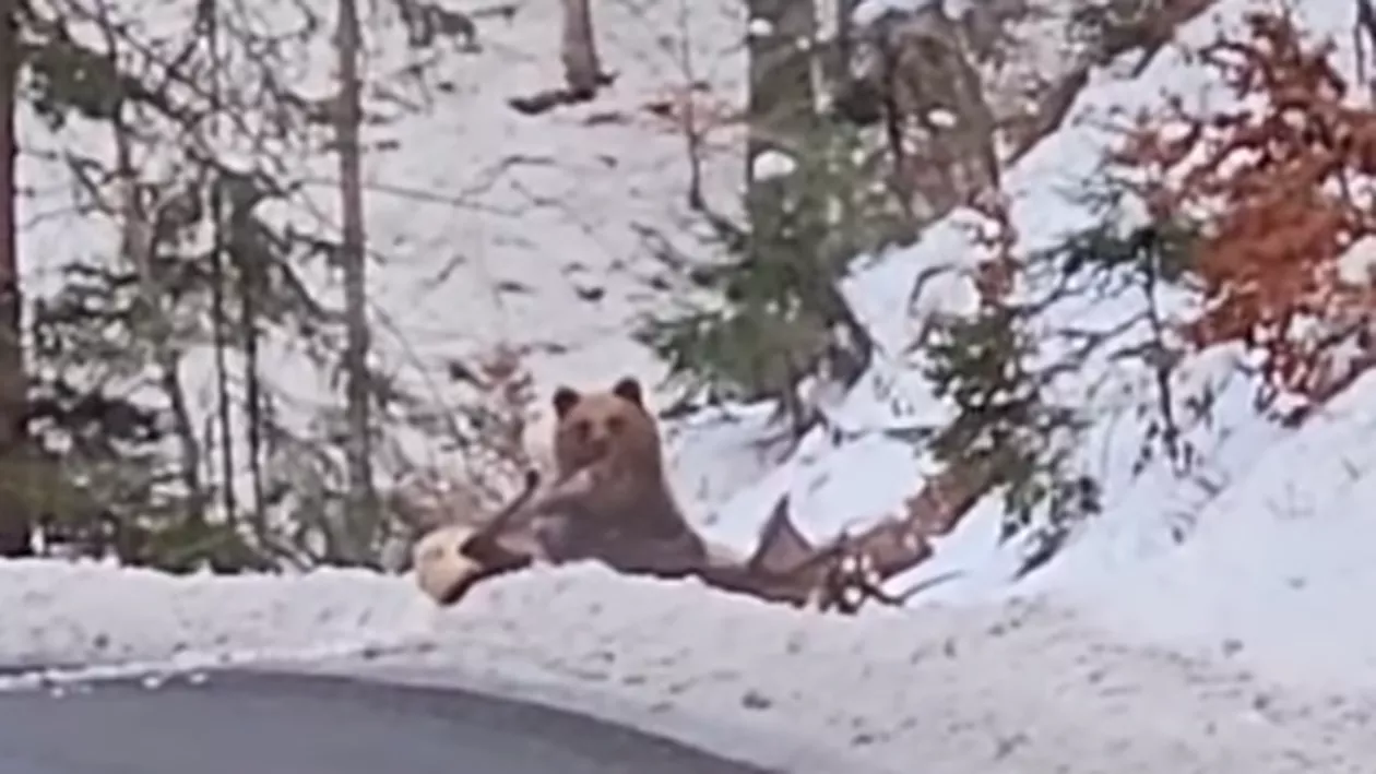 Urs surprins în timp ce ucide un cerb în mijlocul șoselei. Animalul se chinuie să ducă prada în pădure (VIDEO)